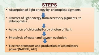 STEPS
• Absorption of light energy by chloroplast pigments
• Transfer of light energy from accessory pigments to
chlorophyll-a .
• Activation of chlorophyll-a by photon of light.
• Photolysis of water and oxygen evolution.
• Electron transport and production of assimilatory
power(NADPH, ATP)
 