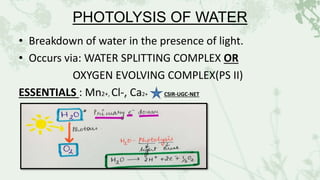 PHOTOLYSIS OF WATER
• Breakdown of water in the presence of light.
• Occurs via: WATER SPLITTING COMPLEX OR
OXYGEN EVOLVING COMPLEX(PS II)
ESSENTIALS : Mn2+, Cl-, Ca2+ CSIR-UGC-NET
 