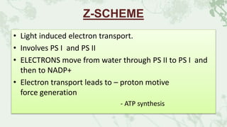 Z-SCHEME
• Light induced electron transport.
• Involves PS I and PS II
• ELECTRONS move from water through PS II to PS I and
then to NADP+
• Electron transport leads to – proton motive
force generation
- ATP synthesis
 