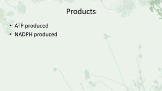 Products
• ATP produced
• NADPH produced
 
