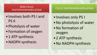 NON-CYCLIC
PHOTOPHOSPHORYLATION
•Involves both PS I and
PS II
•Photolysis of water
•Formation of oxygen
•1 ATP synthesis
•NADPH synthesis
CYCLIC PHOTOPHOSPHORYLATION
•Involves only PS I
•No photolysis of water
•No formation of
oxygen
•2 ATP synthesis
•No NADPH synthesis
 