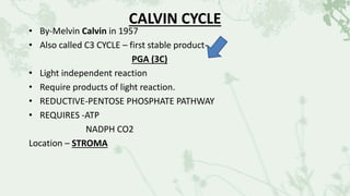 CALVIN CYCLE
• By-Melvin Calvin in 1957
• Also called C3 CYCLE – first stable product-
PGA (3C)
• Light independent reaction
• Require products of light reaction.
• REDUCTIVE-PENTOSE PHOSPHATE PATHWAY
• REQUIRES -ATP
NADPH CO2
Location – STROMA
 