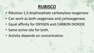 RUBISCO
• Ribulose-1,5-bisphosphate carboxylase-oxygenase
• Can work as both oxygenase and carboxygenase
• Equal affinity for OXYGEN and CARBON DIOXIDE
• Same active site for both.
• Activity depends on concentration
 