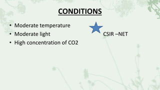 CONDITIONS
• Moderate temperature
• Moderate light CSIR –NET
• High concentration of CO2
 