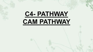 C4- PATHWAY
CAM PATHWAY
 