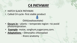 C4 PATHWAY
• HATCH SLACK PATHWAY.
• Called C4 cycle- first stable product
OAA(oxaloacetate)
• Occurs in – plants – temperate region –to avoid
photorespiration.
• Example- maize, sorghum,sugarcane,corn.
• Adaptations – Dimorphic chloroplast
- Kranz anatomy
 