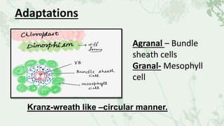 Agranal – Bundle
sheath cells
Granal- Mesophyll
cell
Kranz-wreath like –circular manner.
Adaptations
 