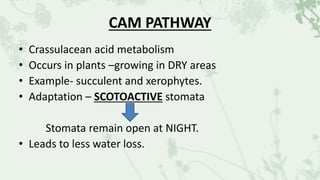 CAM PATHWAY
• Crassulacean acid metabolism
• Occurs in plants –growing in DRY areas
• Example- succulent and xerophytes.
• Adaptation – SCOTOACTIVE stomata
Stomata remain open at NIGHT.
• Leads to less water loss.
 