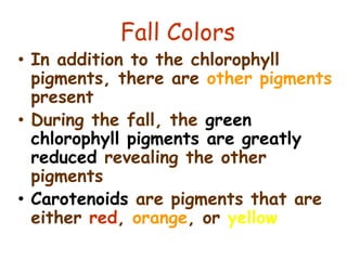 Fall Colors
• In addition to the chlorophyll
pigments, there are other pigments
present
• During the fall, the green
chlorophyll pigments are greatly
reduced revealing the other
pigments
• Carotenoids are pigments that are
either red, orange, or yellow
 