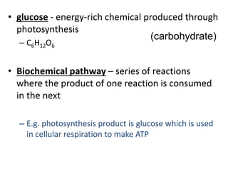 • glucose - energy-rich chemical produced through
photosynthesis
– C6H12O6
• Biochemical pathway – series of reactions
where the product of one reaction is consumed
in the next
– E.g. photosynthesis product is glucose which is used
in cellular respiration to make ATP
(carbohydrate)
 