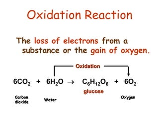 Oxidation Reaction
The loss of electrons from a
substance or the gain of oxygen.
glucose
6CO2 + 6H2O  C6H12O6 + 6O2
Oxidation
Carbon
dioxide
Water
Oxygen
 