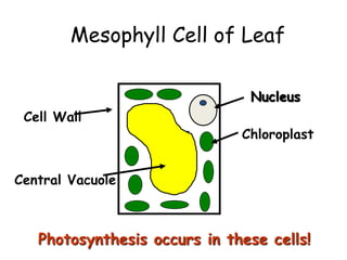 Mesophyll Cell of Leaf
Cell Wall
Nucleus
Chloroplast
Central Vacuole
Photosynthesis occurs in these cells!
 