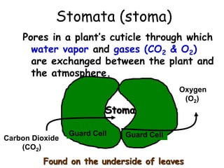 Stomata (stoma)
Pores in a plant’s cuticle through which
water vapor and gases (CO2 & O2)
are exchanged between the plant and
the atmosphere.
Guard Cell
Guard Cell
Carbon Dioxide
(CO2)
Oxygen
(O2)
Found on the underside of leaves
Stoma
 