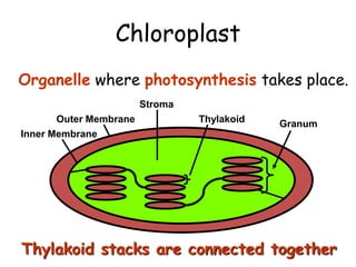 Chloroplast
Organelle where photosynthesis takes place.
Granum
Thylakoid
Stroma
Outer Membrane
Inner Membrane
Thylakoid stacks are connected together
 