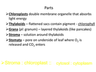 Parts
Chloroplasts double membrane organelle that absorbs
light energy
Thylakoids – flattened sacs contain pigment - chlorophyll
Grana (pl: granum) – layered thylakoids (like pancakes)
Stroma – solution around thylakoids
Stomata – pore on underside of leaf where O2 is
released and CO2 enters
Stroma : chloroplast :: cytosol : cytoplasm
 