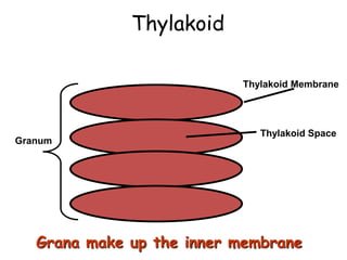 Thylakoid
Thylakoid Membrane
Thylakoid Space
Granum
Grana make up the inner membrane
 