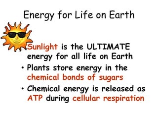 Energy for Life on Earth
• Sunlight is the ULTIMATE
energy for all life on Earth
• Plants store energy in the
chemical bonds of sugars
• Chemical energy is released as
ATP during cellular respiration
 