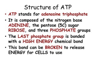 Structure of ATP
• ATP stands for adenosine triphosphate
• It is composed of the nitrogen base
ADENINE, the pentose (5C) sugar
RIBOSE, and three PHOSPHATE groups
• The LAST phosphate group is bonded
with a HIGH ENERGY chemical bond
• This bond can be BROKEN to release
ENERGY for CELLS to use
 