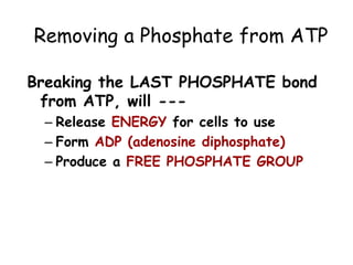 Removing a Phosphate from ATP
Breaking the LAST PHOSPHATE bond
from ATP, will ---
– Release ENERGY for cells to use
– Form ADP (adenosine diphosphate)
– Produce a FREE PHOSPHATE GROUP
 