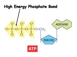 High Energy Phosphate Bond
 