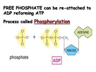 FREE PHOSPHATE can be re-attached to
ADP reforming ATP
Process called Phosphorylation
 