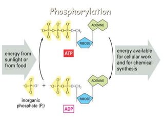 Phosphorylation
 