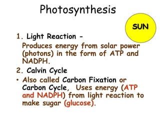 Photosynthesis
1. Light Reaction -
Produces energy from solar power
(photons) in the form of ATP and
NADPH.
2. Calvin Cycle
• Also called Carbon Fixation or
Carbon Cycle, Uses energy (ATP
and NADPH) from light reaction to
make sugar (glucose).
SUN
 