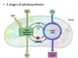 • 3 stages of photosynthesis-
 