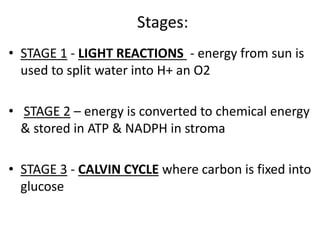 Stages:
• STAGE 1 - LIGHT REACTIONS - energy from sun is
used to split water into H+ an O2
• STAGE 2 – energy is converted to chemical energy
& stored in ATP & NADPH in stroma
• STAGE 3 - CALVIN CYCLE where carbon is fixed into
glucose
 