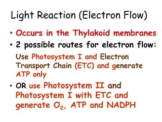 Light Reaction (Electron Flow)
• Occurs in the Thylakoid membranes
• 2 possible routes for electron flow:
Use Photosystem I and Electron
Transport Chain (ETC) and generate
ATP only
• OR use Photosystem II and
Photosystem I with ETC and
generate O2, ATP and NADPH
 