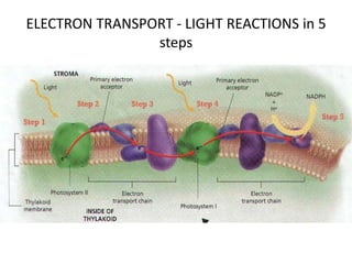 ELECTRON TRANSPORT - LIGHT REACTIONS in 5
steps
 