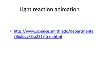 Light reaction animation
• http://www.science.smith.edu/departments
/Biology/Bio231/ltrxn.html
 