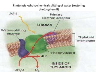 Photolysis –photo-chemical splitting of water (restoring
photosystem II)
 