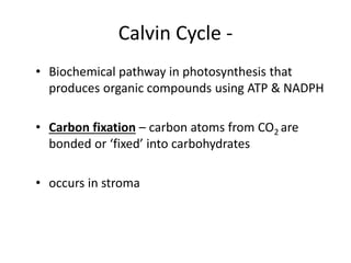 Calvin Cycle -
• Biochemical pathway in photosynthesis that
produces organic compounds using ATP & NADPH
• Carbon fixation – carbon atoms from CO2 are
bonded or ‘fixed’ into carbohydrates
• occurs in stroma
 