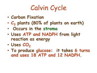Calvin Cycle
• Carbon Fixation
• C3 plants (80% of plants on earth)
• Occurs in the stroma
• Uses ATP and NADPH from light
reaction as energy
• Uses CO2
• To produce glucose: it takes 6 turns
and uses 18 ATP and 12 NADPH.
 