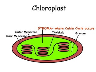 Chloroplast
Granum
Thylakoid
STROMA– where Calvin Cycle occurs
Outer Membrane
Inner Membrane
 