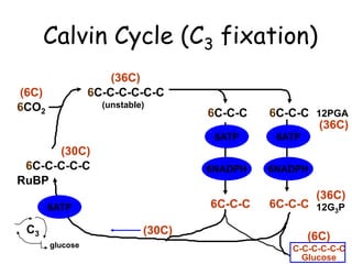 Calvin Cycle (C3 fixation)
6CO2
6C-C-C-C-C-C
6C-C-C 6C-C-C
6C-C-C-C-C
12PGA
RuBP
12G3P
(unstable)
6NADPH 6NADPH
6ATP 6ATP
6ATP
C-C-C-C-C-C
Glucose
(6C)
(36C)
(36C)
(36C)
(30C)
(30C)
(6C)
6C-C-C 6C-C-C
C3
glucose
 