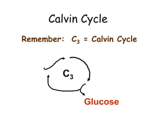 Calvin Cycle
Remember: C3 = Calvin Cycle
C3
Glucose
 