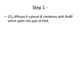 Step 1 -
• CO2 diffuses fr cytosol & combines with RuBP
which splits into pair of PGA
 