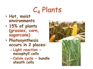 C4 Plants
• Hot, moist
environments
• 15% of plants
(grasses, corn,
sugarcane)
• Photosynthesis
occurs in 2 places:
– Light reaction -
mesophyll cells
– Calvin cycle - bundle
sheath cells
 