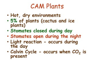CAM Plants
• Hot, dry environments
• 5% of plants (cactus and ice
plants)
• Stomates closed during day
• Stomates open during the night
• Light reaction - occurs during
the day
• Calvin Cycle - occurs when CO2 is
present
 