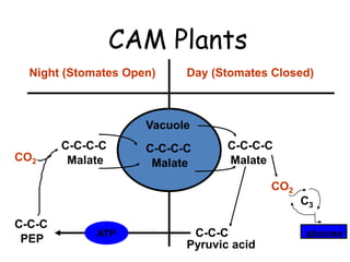 CAM Plants
Night (Stomates Open) Day (Stomates Closed)
Vacuole
C-C-C-C
Malate
C-C-C-C
Malate Malate
C-C-C-C
CO2
CO2
C3
C-C-C
Pyruvic acid
ATP
C-C-C
PEP
glucose
 