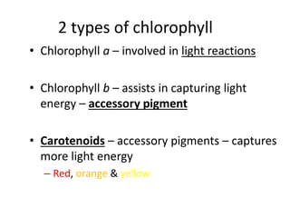 2 types of chlorophyll
• Chlorophyll a – involved in light reactions
• Chlorophyll b – assists in capturing light
energy – accessory pigment
• Carotenoids – accessory pigments – captures
more light energy
– Red, orange & yellow
 
