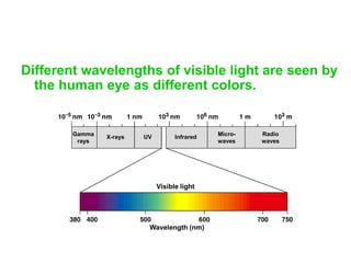 Pigment
• Substances that absorb visible light
• Different pigments absorb light of different
wavelengths
• Color we see i...