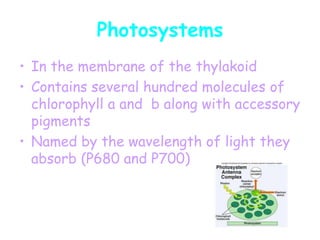Primary
electron acceptor
Photon
Reaction
center
PHOTOSYSTEM
Pigment
molecules
of antenna
Molecular Game of “Hot Potato”
 