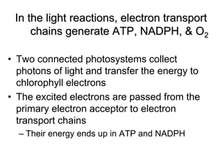• The production of ATP by chemiosmosis in
photosynthesis
Thylakoid
compartment
(high H+)
Thylakoid
membrane
Stroma
(low H...