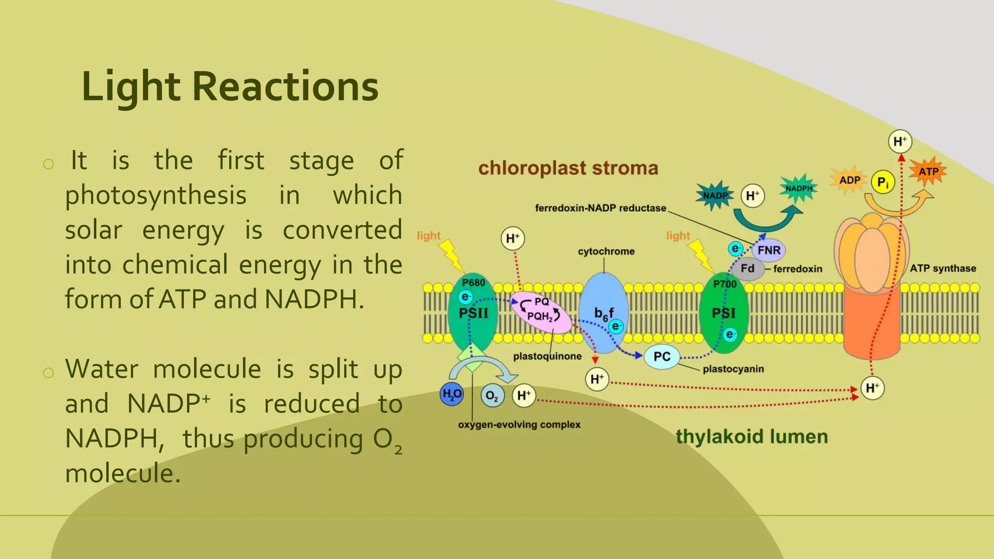 Light Reactions
o It is the first stage of
photosynthesis in which
solar energy is converted
into chemical energy in the
form of ATP and NADPH.
o Water molecule is split up
and NADP+ is reduced to
NADPH, thus producing O2
molecule.
 