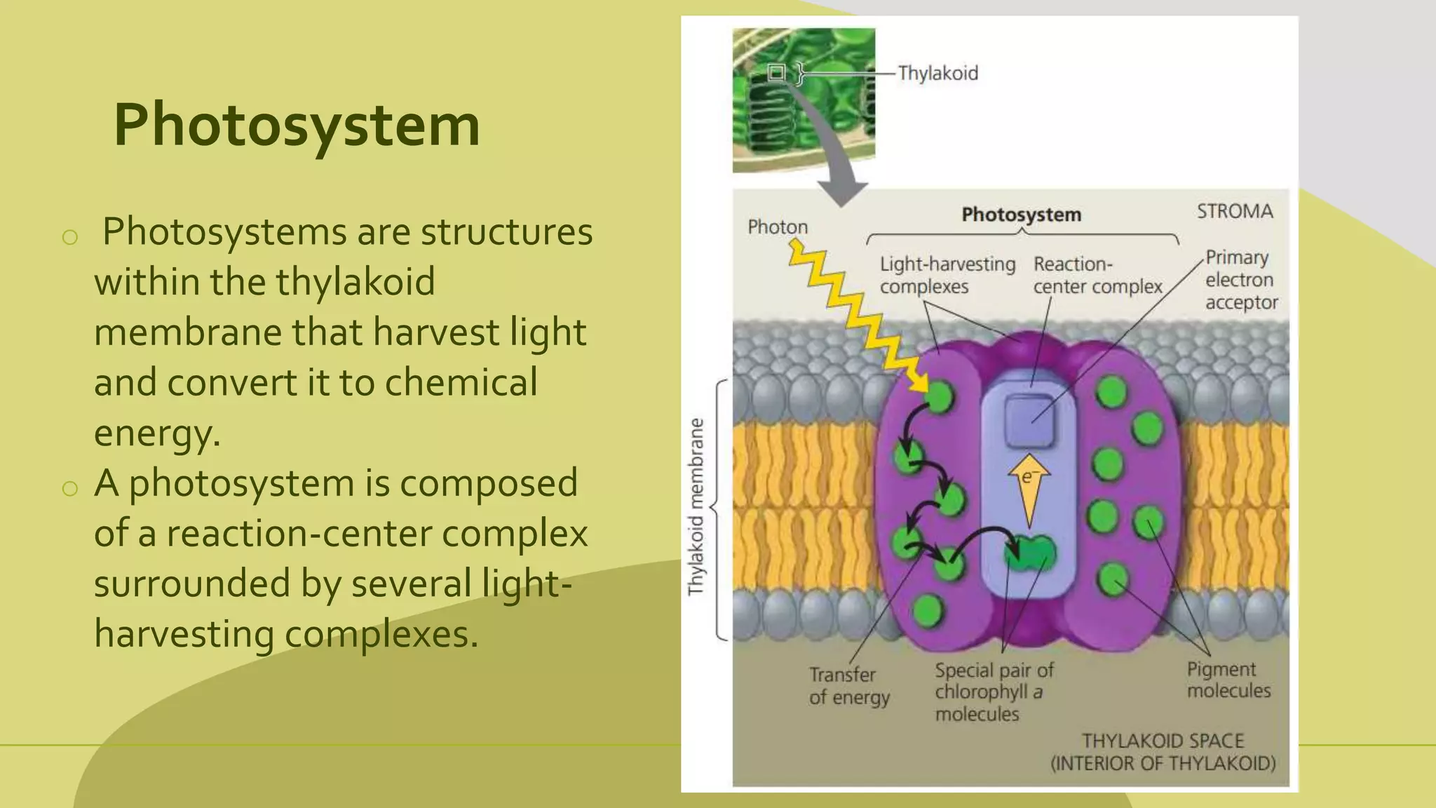 Photosystem
o Photosystems are structures
within the thylakoid
membrane that harvest light
and convert it to chemical
energy.
o A photosystem is composed
of a reaction-center complex
surrounded by several light-
harvesting complexes.
 