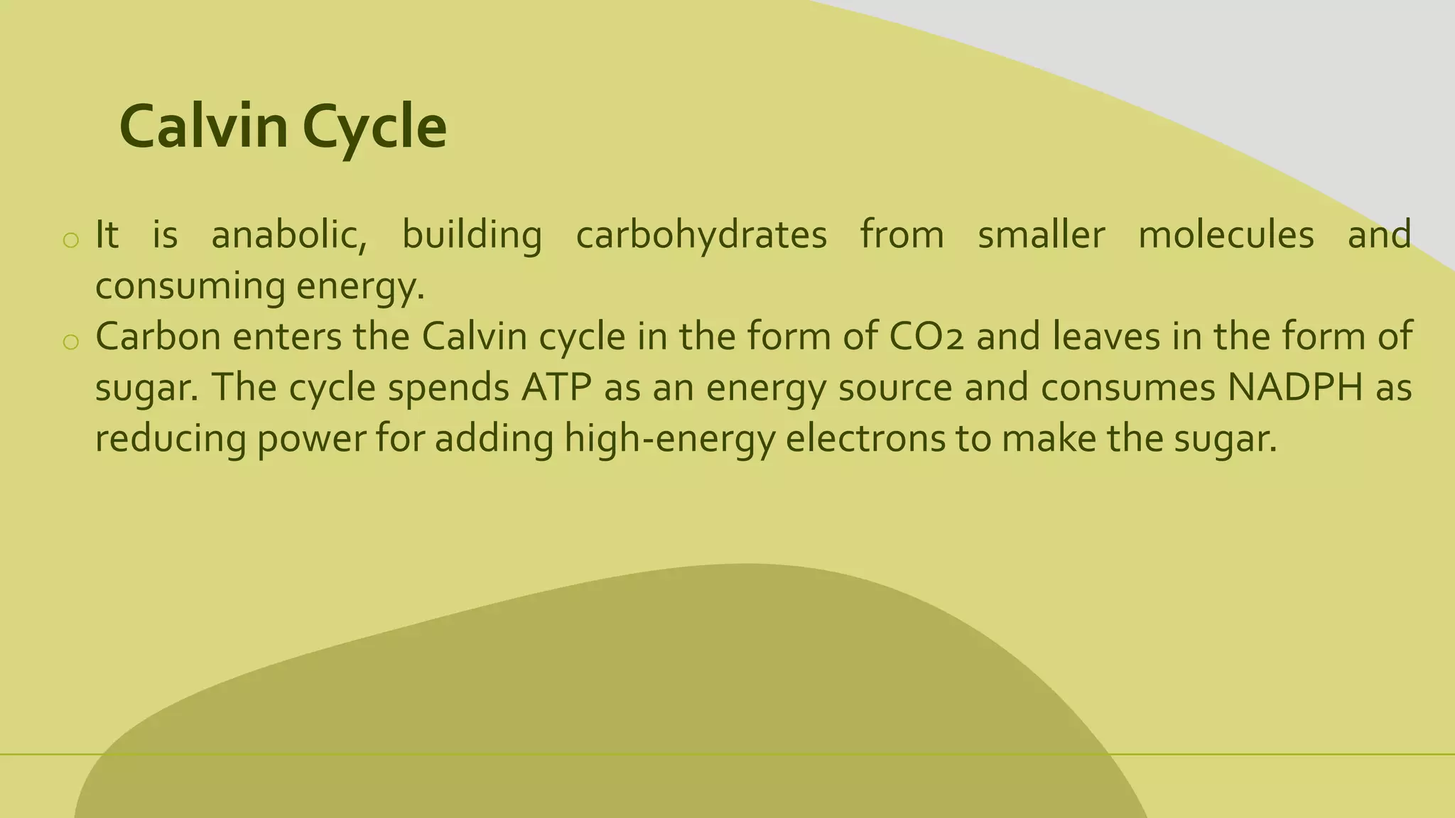 Calvin Cycle
o It is anabolic, building carbohydrates from smaller molecules and
consuming energy.
o Carbon enters the Calvin cycle in the form of CO2 and leaves in the form of
sugar. The cycle spends ATP as an energy source and consumes NADPH as
reducing power for adding high-energy electrons to make the sugar.
 