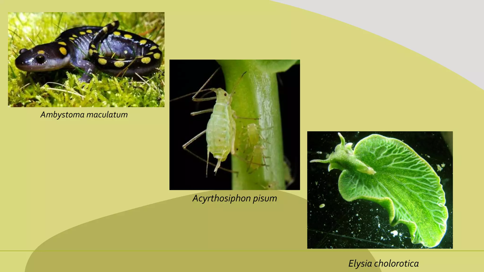 Elysia cholorotica
Acyrthosiphon pisum
Ambystoma maculatum
 